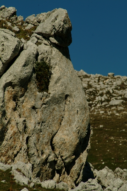 Sculture naturali